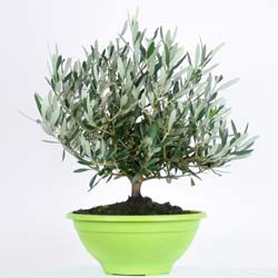 Olive Tree Bonsa